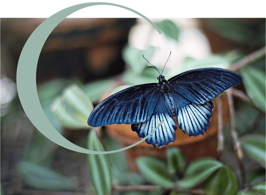 Blue butterfly_Casa da calma_v3